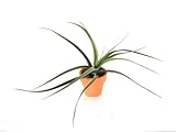 エアープランツ　 ＜Tillandsia peru Inca Gold(チランジア・インカゴールド)＞
