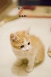 猫が好き