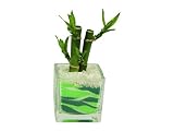 花市場直送便 ミリオンバンブー(カラーサンド植え) ブロックM グリーン