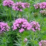 【耐寒性】【多年草】　フォプシス スティローサ　2株セット　【グランドカバー】【ロックガーデン】