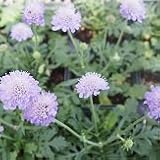 【多年草】　スカビオサ　エコーブルー　2株セット　　【イングリッシュガーデン】