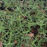 【ハーブ】【常緑小低木】　人気のハーブ　ローズマリー　（這性）　2株セット　【キッチンガーデン】