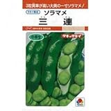 そら豆 種 三連 1L
