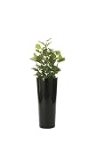 光触媒観葉植物 ポトス1.4 フロアタイプ ハイサイズ
