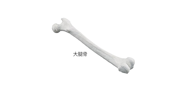 Amazon Co Jp アズワン ナビス ナビトレ ボーンモデル 大腿骨 7 4481 01 産業 研究開発用品