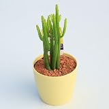 多肉植物:ユーフォルビア カウボーイブッシュ レウカデンドロン*5.5cm