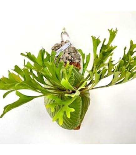 Amazon｜P.Ridleyi wild spore ビカクシダ リドレイ 胞子培養株｜観葉 