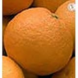 柑橘類の苗 【 スルガエレガント 】 1年生苗木