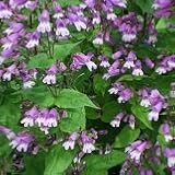 【多年草】　ペンステモン　スモーリー　2株セット　【イングリッシュガーデン】