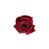 florever　フロールエバー　フレッシュルックメディアナローズ　カーディナル　8輪　Φ4～5cm　 プリザーブドフラワー　Mediana Rose　Cardinal