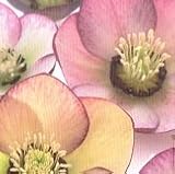 【耐寒性】【宿根草】　松村園芸さんの　クリスマスローズ　シングル　バイカラーミックス　【イングリッシュガーデン】