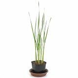 (ビオトープ/水辺植物) コガマ(1ポット分) 本州・四国限定[生体]