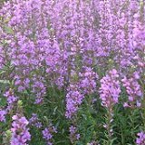 【耐寒性】【多年草】 ミソハギ　2株セット　【コンテナガーデン】