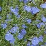 【多年草】　サルビア　アズレア　2株セット　【ガーデニング】【イングリッシュガーデン】