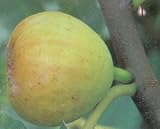 ホワイトゼノア （イチジク）