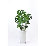 観葉植物 本物 モンステラ シャイニーホワイト ラウンドポット