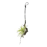 グリーン／観葉植物 エアプランツ エアープランツ air plants 室内 イミテーショングリーン 人工 造花 植物 壁掛け 吊り下げ 光触媒 おしゃれ グリーン 癒し ギフト