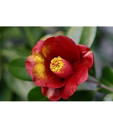 Amazon｜開花苗黒椿 ナイトライダーの大苗一つ｜観葉植物 オンライン通販