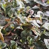 【多年草】　斑入り　ポリゴナム　バリエガータ　2株セット　【カラーリーフ】【グランドカバー】