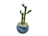 花市場直送便 ミリオンバンブー(カラーサンド植え) バブルボール10cm ブルー