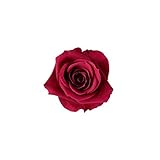 florever　フロールエバー　フレッシュルックスプレーローズ　カーディナル　8輪　Φ3.5～4.5cm　 プリザーブドフラワー　Spray Rose　Cardinal