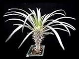 【多肉植物／種子】Pachypodium Geayi★パキポディウム ゲアイー★亜阿相界(Geayi) [並行輸入品]
