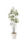 光触媒観葉植物 フィカスブランチツリ－1.7 フロアタイプ ハイサイズ