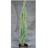 オンリーワン　植栽・個性派植物　セイヨウビャクシン・ブルーアロー　ME3-H002