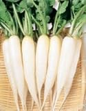 雪小町　はつか大根　小袋（10ml）　（サカタのタネ）