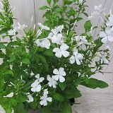 【常緑低木】 　ルリマツリ　プルンバゴ　ホワイト 2株セット