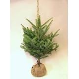 モミの木 本物のクリスマスツリー樅の木120センチ