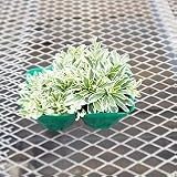 【多年草】 アラビス　プロクレンス　2株セット 【ロックガーデン】【カラーリーフ】