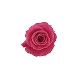 florever　フロールエバー　フレッシュルックスプレーローズ　ホットピンク　8輪　Φ3.5～4.5cm　 プリザーブドフラワー　Spray Rose　Hot Pink