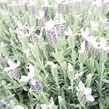 【ハーブ】【多年低木】　ラベンダー　ティアラ　サファイヤ　2株セット　【イングリッシュガーデン】