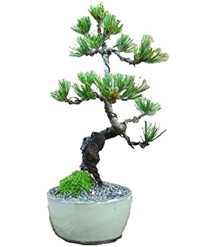 八房杜松　盆栽　杜松　トショウ 楽天市場】ミニ盆栽 八房杜松/トショウ【現品】 : 山野草と盆栽の専門