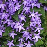 Amazon Co Jp 耐寒性 多年草 カンパニュラ アルペンブルー 2株セット グランドカバー ハンギング Diy 工具 ガーデン