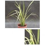 オンリーワン　植栽・個性派植物　ニューサイラン・アプリコットクィーン　UN3-L4018