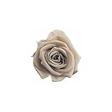 florever　フロールエバー　フレッシュルックメディアナローズ　ヘーゼルナッツ　8輪　Φ4～5cm　 プリザーブドフラワー　Mediana Rose　Hazelnut