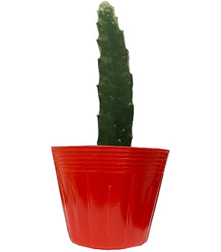 Amazon.co.jp: 正規品種ドラゴンフルーツ苗（コニーマイヤー）5本