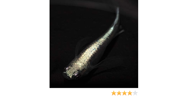 Amazon 松井ヒレ長 極龍 めだか メダカ 稚魚 10匹セット 10mm 15mm めだかの箱庭 観賞魚 水中生物 通販