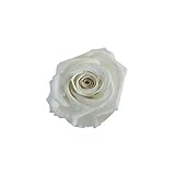 florever　フロールエバー　フレッシュルックスプレーローズ　パールホワイト　8輪　Φ3.5～4.5cm　 プリザーブドフラワー　Spray Rose　Pearl White