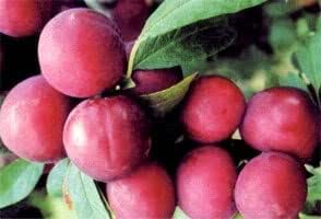 Sd0536チェリープラムフルーツシード 新鮮な高発芽種子 チェリープラム種子 非遺伝子組み換え種子 種子 種 Amazon