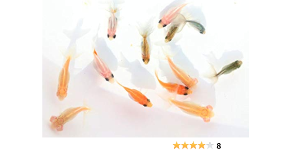 国産金魚 極美タイプ Mix金魚 10匹 1匹 死着保証 約2 4cm程度 生体08 1 なまず園 観賞魚 水中生物 通販 Amazon