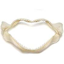 ヘラザメ　乾燥標本　顎歯　A1 Amazon | サメの顎 鮫のあご 標本 約13-15cm 1個 | 生態・採集 | おもちゃ