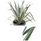 オンリーワン　植栽・個性派植物　ユッカ・ブライトエッジ　UN3-L4012