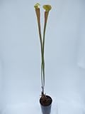 食虫植物　Sarracenia alata f.red lid/tube（サラセニア アラータ レッドリットレッドチューブ）
