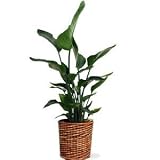 オーガスタ 8号 陶器鉢 (角: 白)