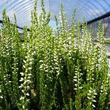 【常緑低木】【耐寒性】　カルーナ　ホワイト　【ヒースガーデン】