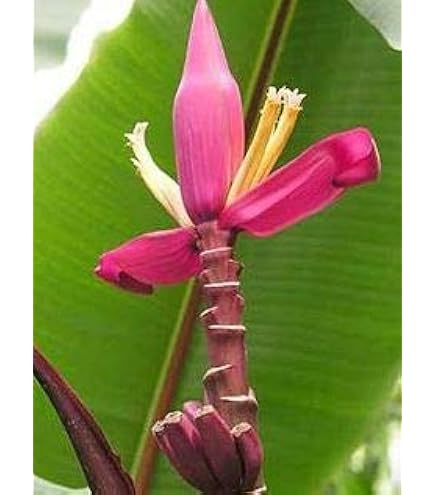 Amazon | スノーバナナ（エレファントバナナ）の種(10粒) | 果物