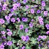 【耐寒性】【宿根草】　 ゲラニウム　（フウロソウ）　ビルウォーリス 2株セット　【イングリッシュガーデン】【グランドカバー】